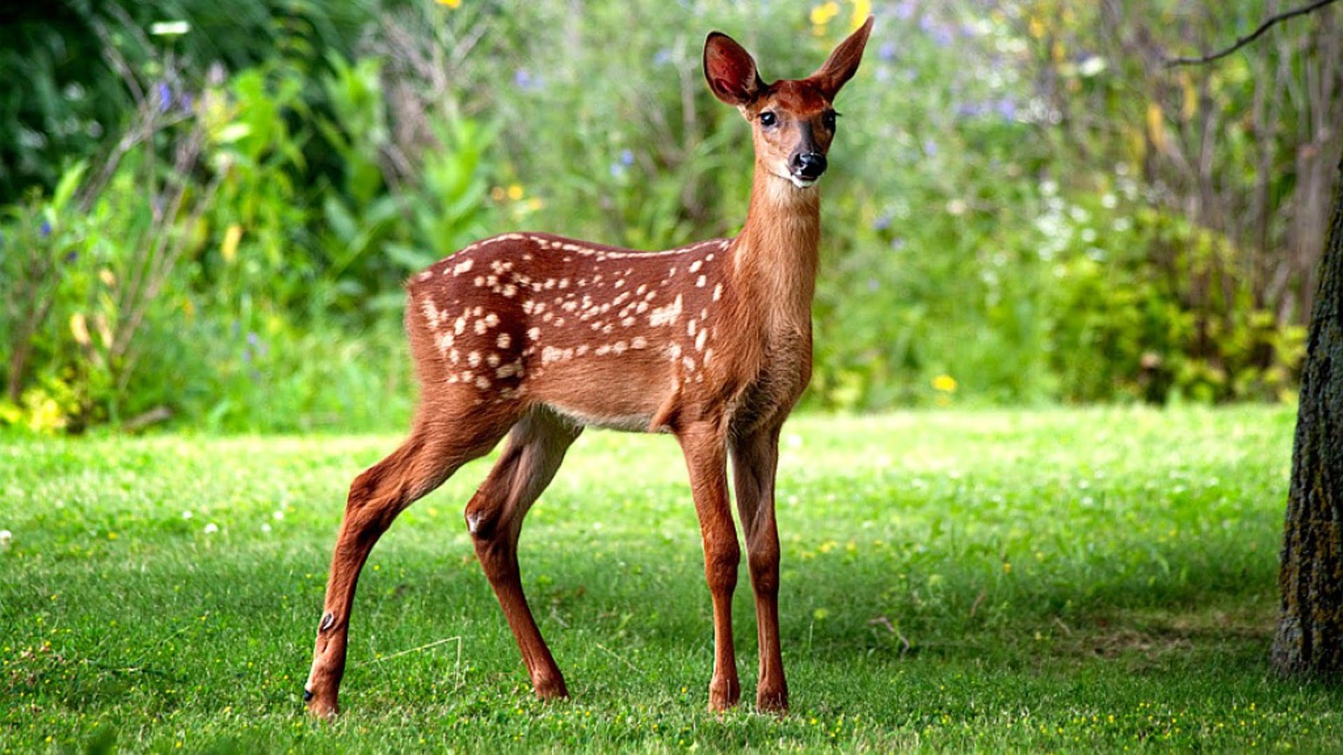 Venado Light 750 ml